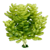 Artificial_ Succulent Jelly Bean - HZ60