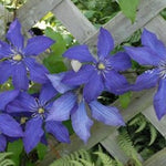 Clematis Rhapsody