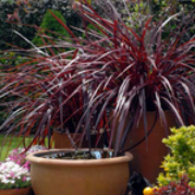 red star spike plant indoor Cordyline Red Star Spike