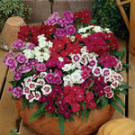 Dianthus Ideal Select Mixture