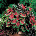 Caladium Frieda Hemple