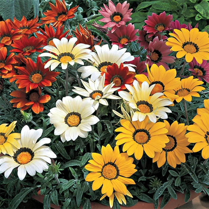 Treasure Flower, Gazania (Gazania rigens) 10 Gazania rigens Kiss™ Mix 6 pack