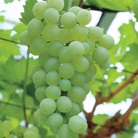 Vitis Niagara Seedless Grape Vine