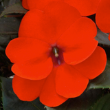 Impatiens Sunpatiens® Compact Series