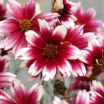 Coreopsis 'Satin and Lace' Berry Chiffon (Tickseed)