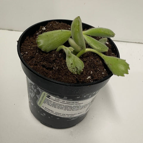 Succulent Cotyledon ladismithiensis variegata