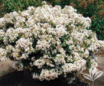 Lagerstroemia Crapemyrtle 'Enduring' White 9925537 (Small)