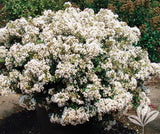 Lagerstroemia Crapemyrtle 'Enduring' White 9925537 (Small)