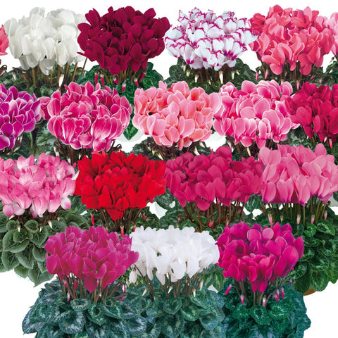 Cyclamen Halios Mix