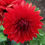 Dahlia Garden Wonder