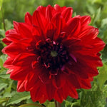 Dahlia Garden Wonder