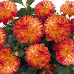 Dahlia Hypnotica 'Tequila Sunrise'