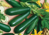 PBN Squash 'Dark Green' Zucchini