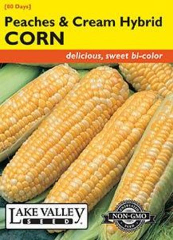 Corn Sweet Peaches and Cream Hybrid