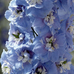 Delphinium Magic Fountain Series