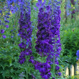 Delphinium Magic Fountain Series