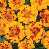 Marigold French Mix (Pre-Order)