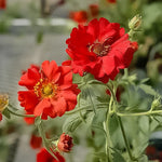 Geum Double 'Bloody Mary'