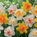 Narcissus/Daffodil Double Mix