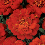 Marigold Durango® Series