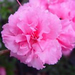 Azalea Bloom-A-Thon® Pink Double  PP21477