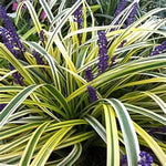 Grass Liriope Lilyturf 'Variegated'