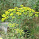 Anethum Dill 'Mammoth'
