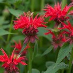 Monarda 'Gardenview Scarlet' (Bee Balm)
