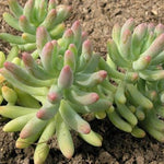 Sedum pachyphyllum  'Many Fingers' Stonecrop