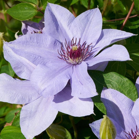 Clematis Bernadine™