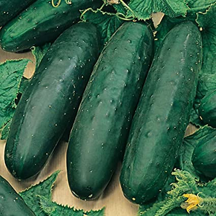PBN Cucumber 'Marketmore 76'