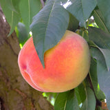 Prunus persica 'Elberta' Peach Tree