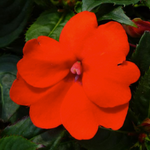 Impatiens Sunpatiens® Compact Series