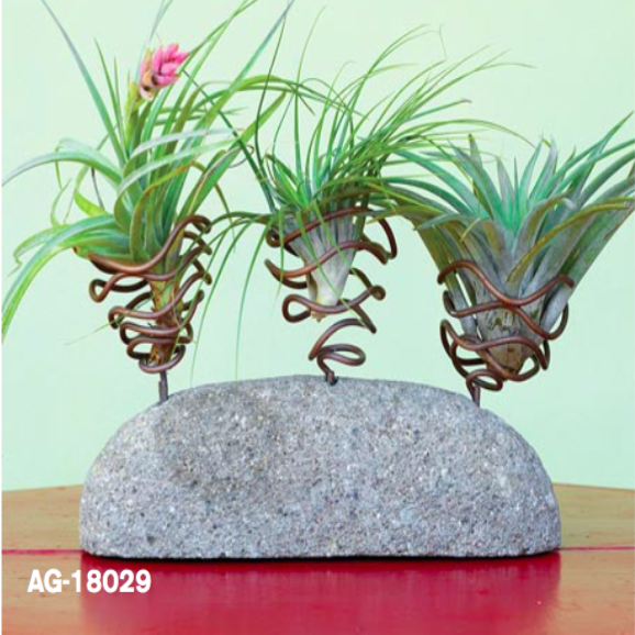 air plant rock holder Ancient Graffiti 3 Pod AirPlant Holder Stone – Prairie Blossom Nursery