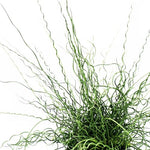 Grass 'Big Twister' Juncus effusus