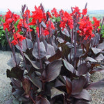 Canna Bulb Red King Humbert 6 foot