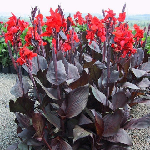 Canna Bulb Red King Humbert 6 foot