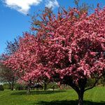 Malus 'Prairiefire' Flowering Crabapple Tree