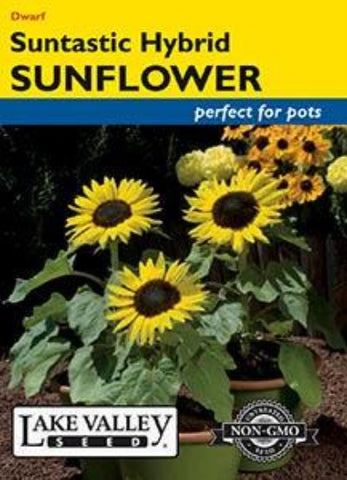 Sunflower Suntastic Hybrid