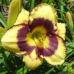 Hemerocallis 'Calico Jack' (Daylily)