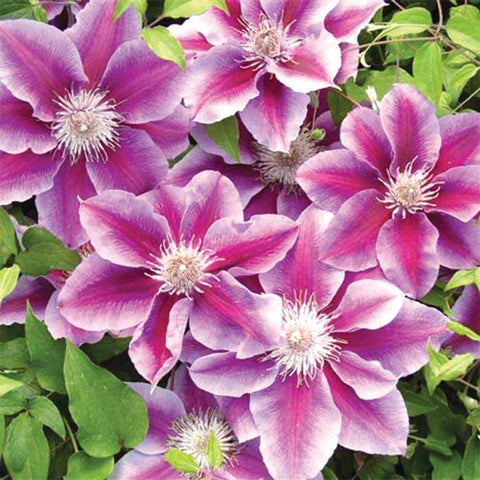 Clematis Kilian