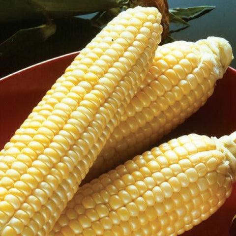 PBN Corn Sweet 'Incredible'