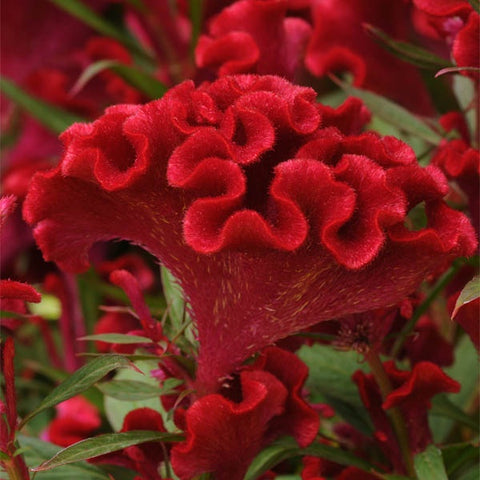 Celosia cristata Twisted™