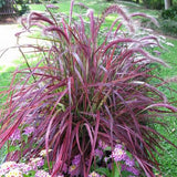 Grass  'Fireworks™' Purple Fountain (Rubrum)