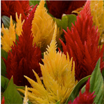 Celosia plumosa First Flame™ Series