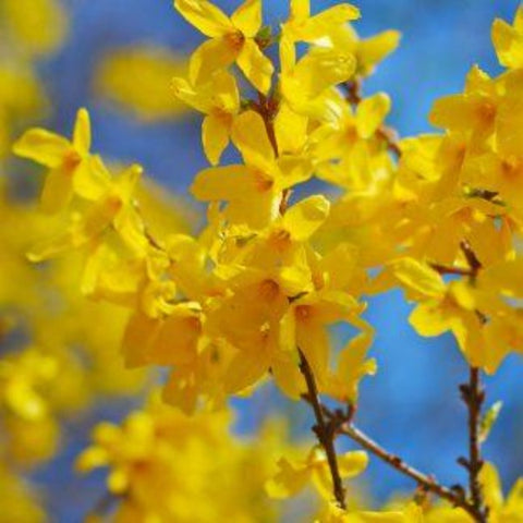 Forsythia 'Lynwood Gold'