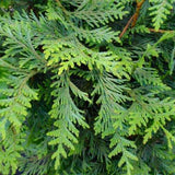 Thuja 'Green Giant' Arborvitae