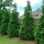 Thuja 'Green Giant' Arborvitae