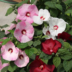 Hibiscus Hardy Honeymoon™ Light Rose Hibiscus