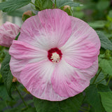 Hibiscus Hardy Honeymoon™ Light Rose Hibiscus